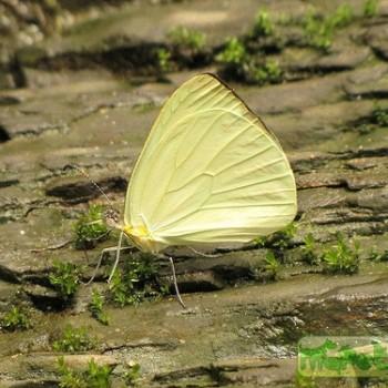 Pseudopieris nehemia