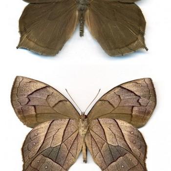 Taygetis angulosa
