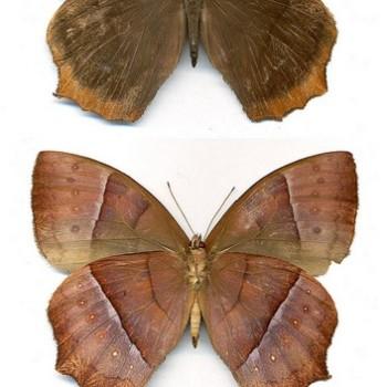 Taygetis rufomarginata