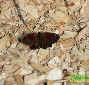 Tarsocera cassina