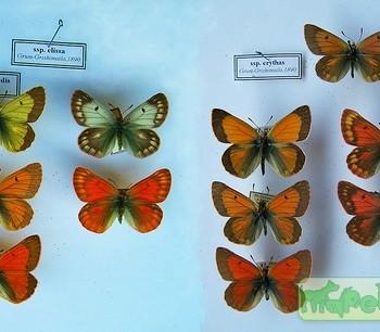 colias eogene