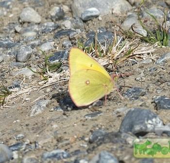 colias canadensis