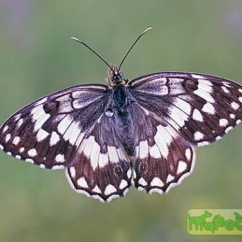 Melanargia larissa