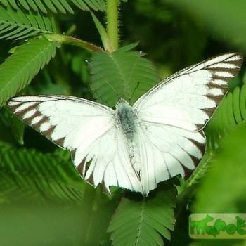 Appias albina