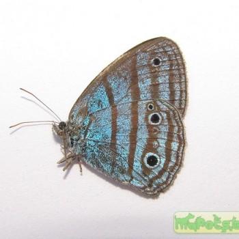 Caeruleuptychia cyanites