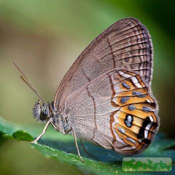 Splendeuptychia libitina