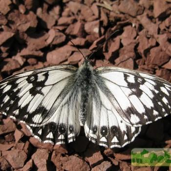 Melanargia occitanica
