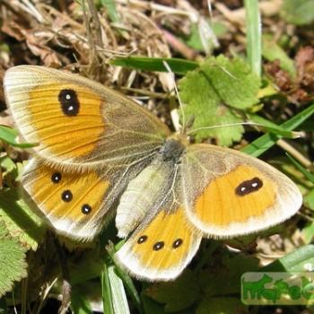 Argyrophenga antipodum