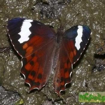 Pedaliodes pimienta