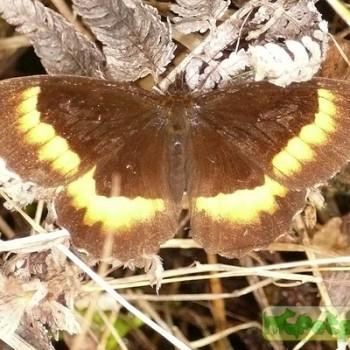 Pedaliodes phaea