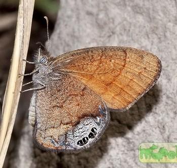 Cyllopsis pertepida