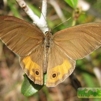 Hypocysta pseudirius