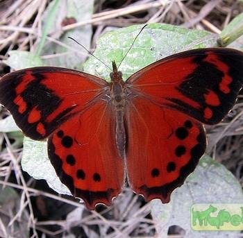 Lasiophila orbifera