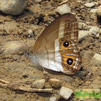 Splendeuptychia clementia