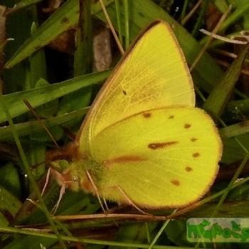 colias dimera