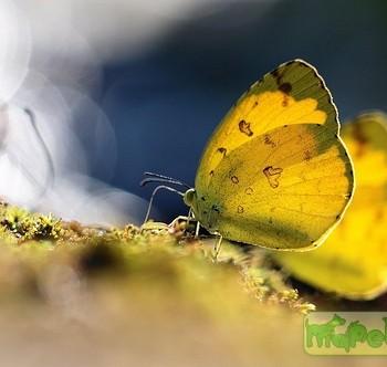 Eurema blanda
