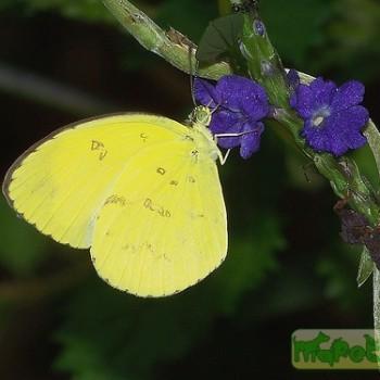 Eurema andersoni