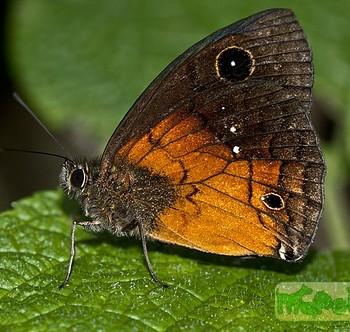 Calisto pulchella
