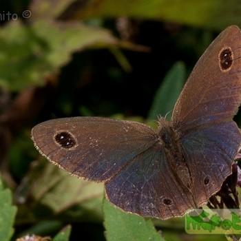Pampasatyrus nilesi
