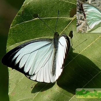 Pareronia avatar