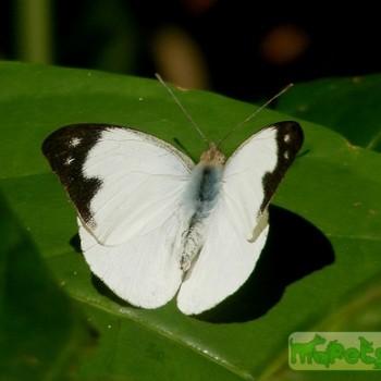 Appias indra