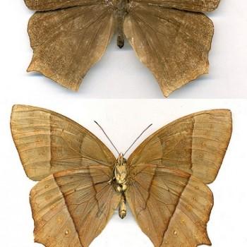 Taygetis acuta