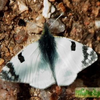 Euchloe belemia