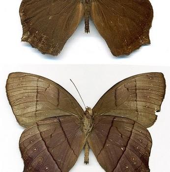 Taygetis virgilia