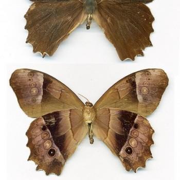Taygetis leuctra