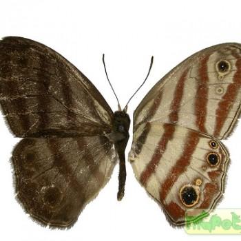 Euptychia picea