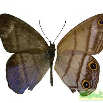 Chloreuptychia arnaca