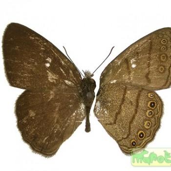 Hermeuptychia hermes