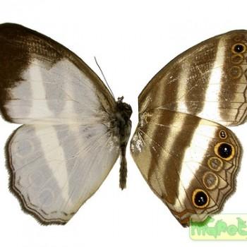 Pareuptychia ocirrhoe