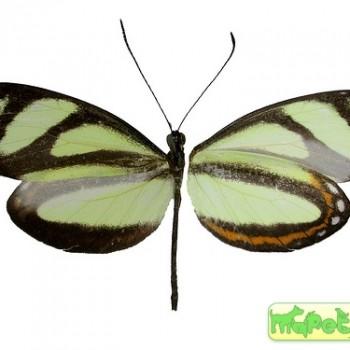 Moschoneura pinthous