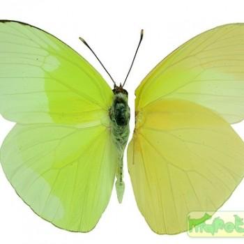 Aphrissa statira