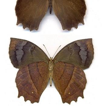 Taygetis ypthima