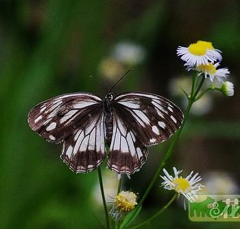 Melanargia lugens
