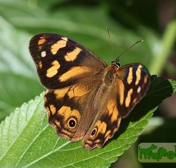 Heteronympha banksii