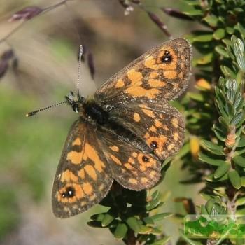 Oreixenica orichora