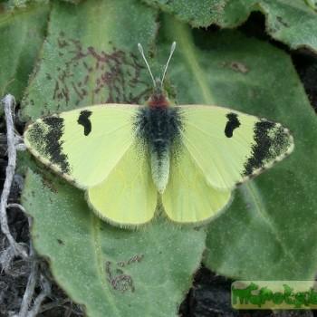 Euchloe charlonia