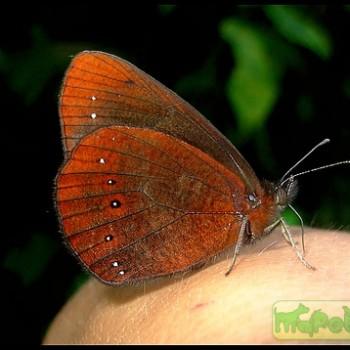 Lymanopoda obsoleta