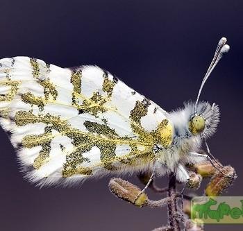 euchloe ausonides