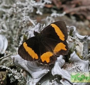 Pedaliodes pelinna