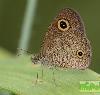 Ypthima arctous