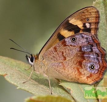 Heteronympha paradelpha