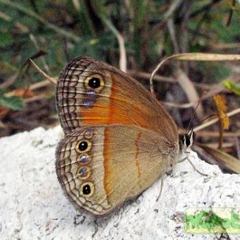 Megisto rubricata