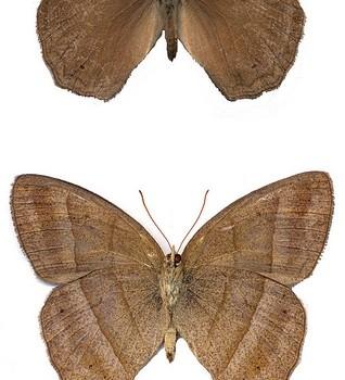 Yphthimoides straminea