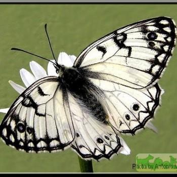 Melanargia arge