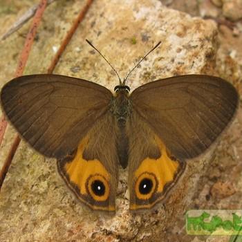 Hypocysta irius