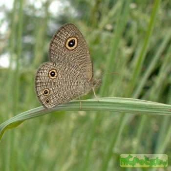 Ypthima inica